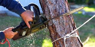 Best Commercial Tree Services  in Byram, CT