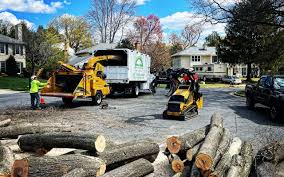 Best Stump Grinding and Removal  in Byram, CT