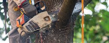  Byram, CT Tree Care Pros