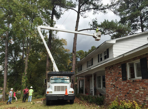 Professional Tree Care in Byram, CT