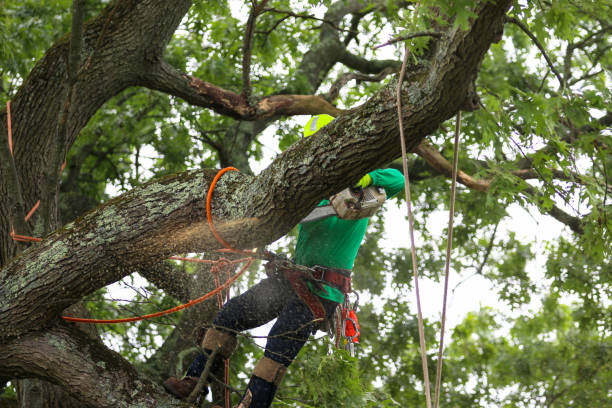 Best Tree Risk Assessment  in Byram, CT