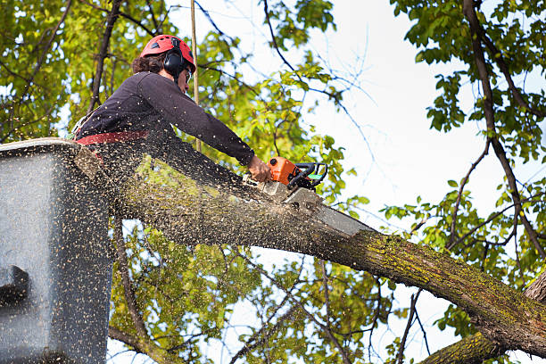 How Our Tree Care Process Works  in  Byram, CT