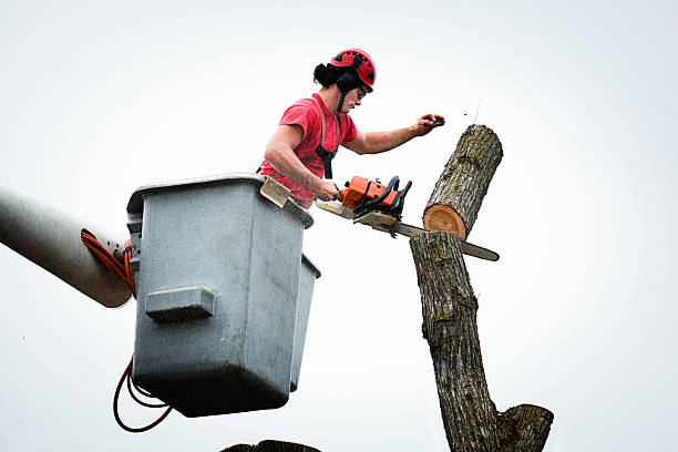 Best Tree Disease Treatment  in Byram, CT