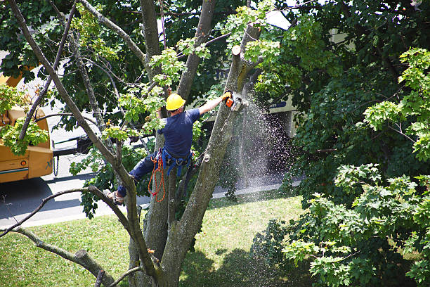 Best Storm Damage Tree Cleanup  in Byram, CT