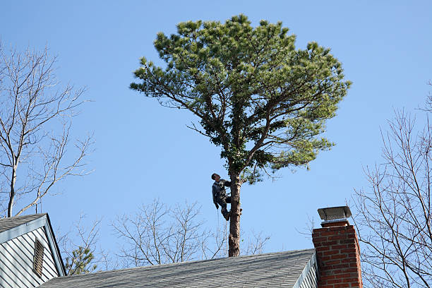 Best Hedge Trimming  in Byram, CT