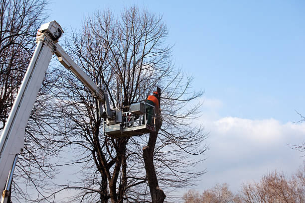 Best Tree Preservation Services  in Byram, CT