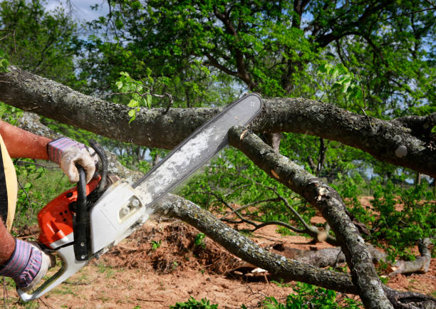 Best Tree Removal  in Byram, CT